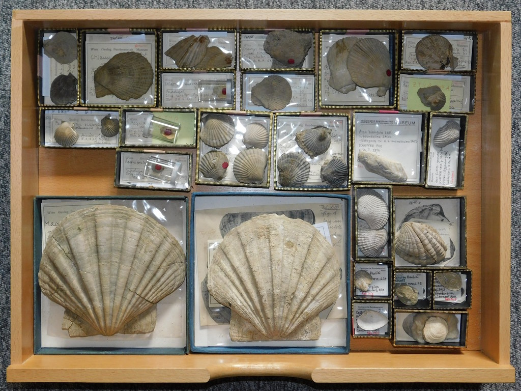 Fossils in a wooden drawer