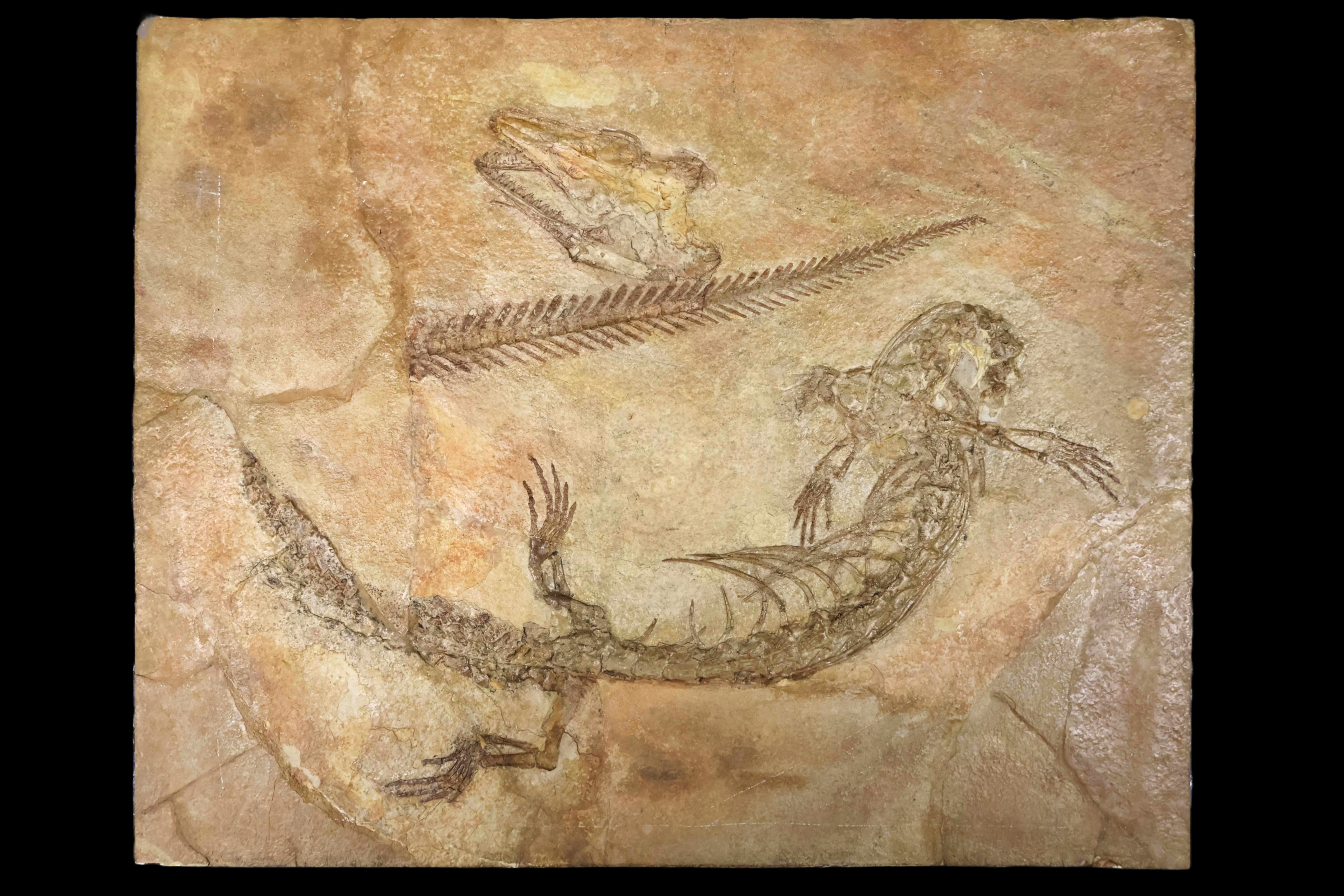Fossil Agialosaurus bucchini
