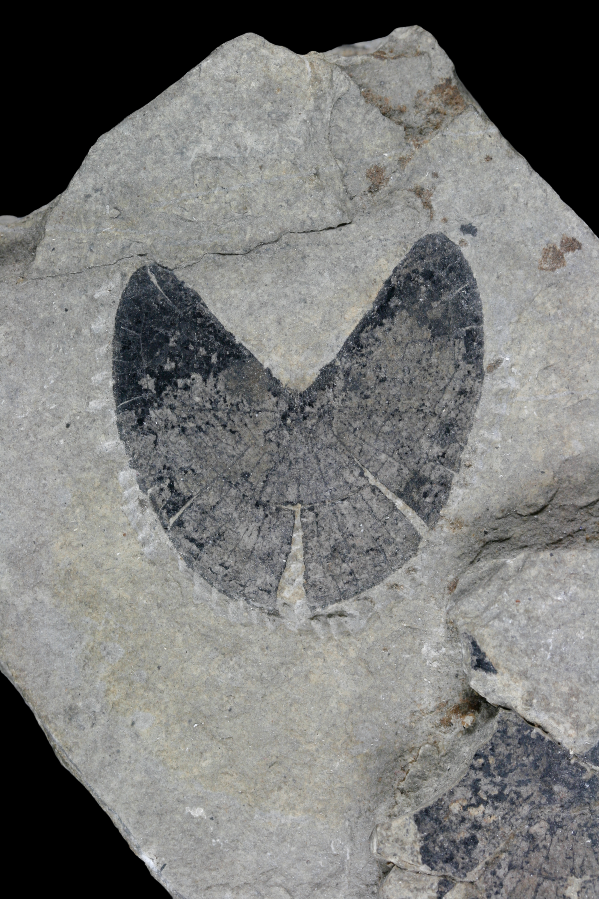 fossil Anaptychus triasicus