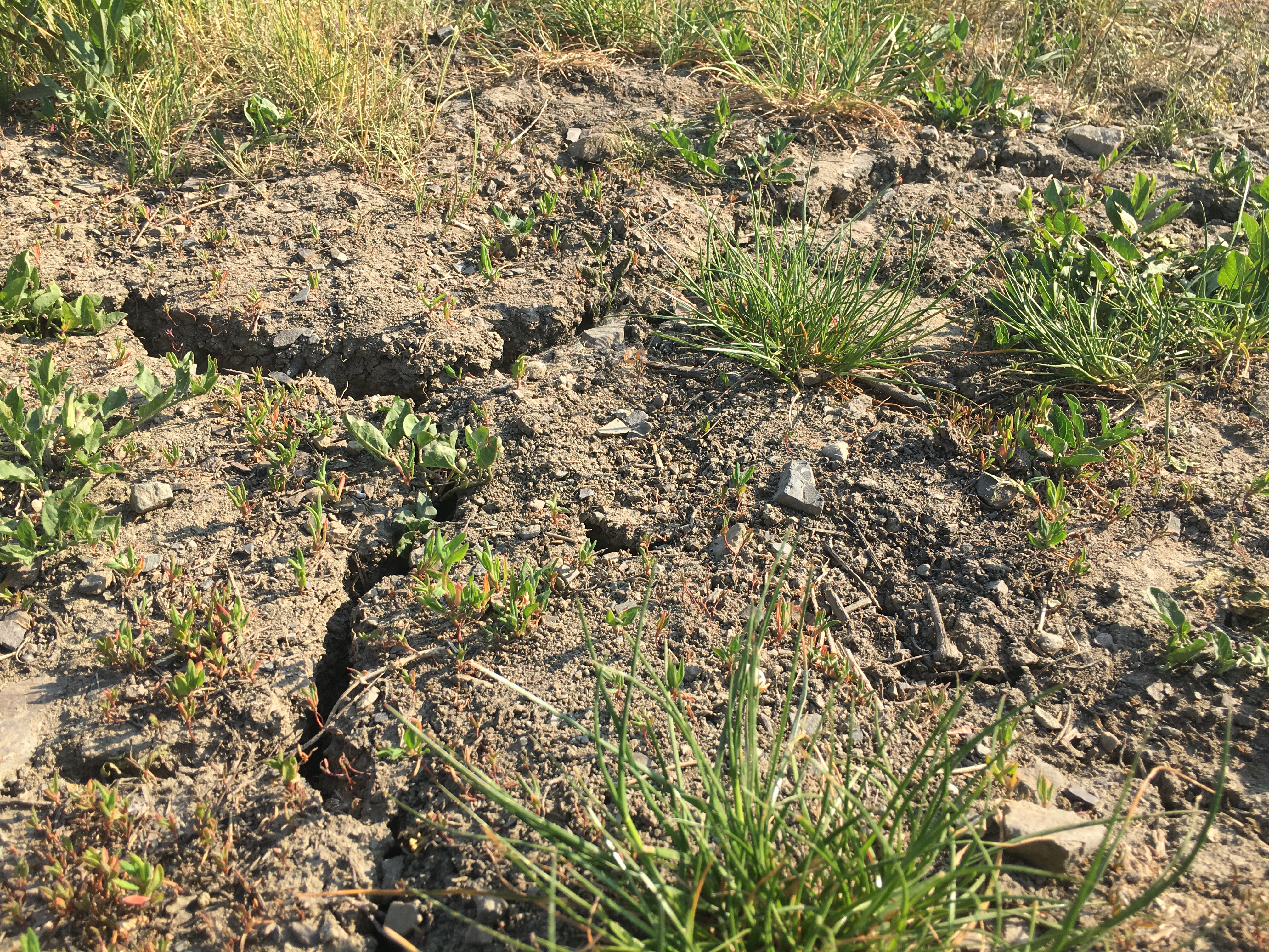 Soil with dry cracks and grass