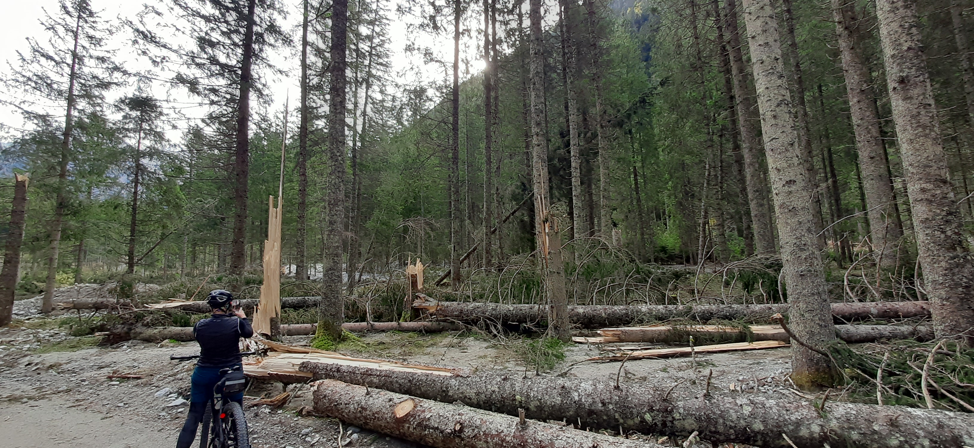 A forest with fallen trees